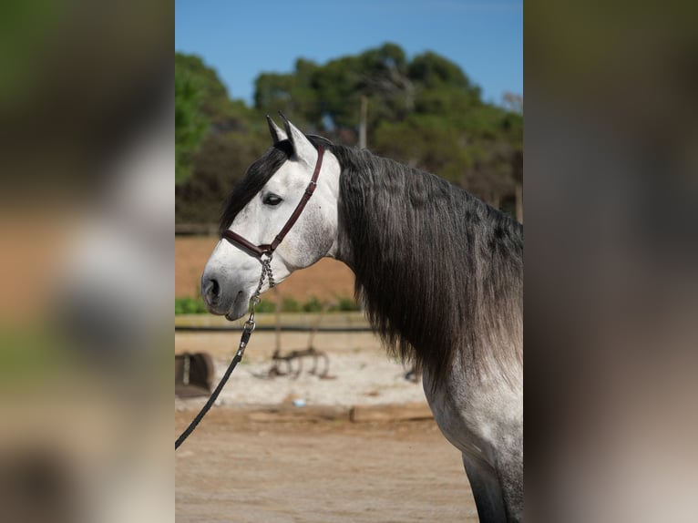 PRE Étalon 7 Ans 162 cm Gris pommelé in Hamburg