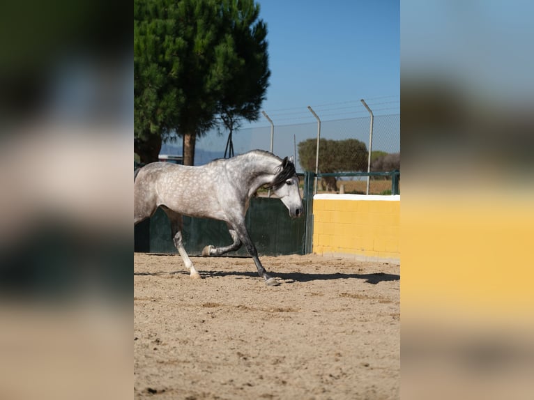 PRE Étalon 7 Ans 162 cm Gris pommelé in Hamburg