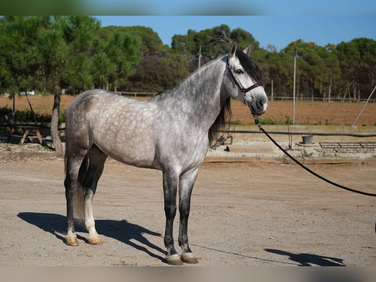 PRE Étalon 7 Ans 162 cm Gris pommelé in Hamburg