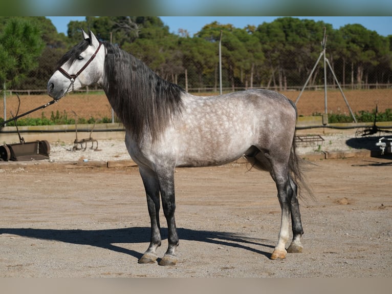 PRE Étalon 7 Ans 162 cm Gris pommelé in Hamburg