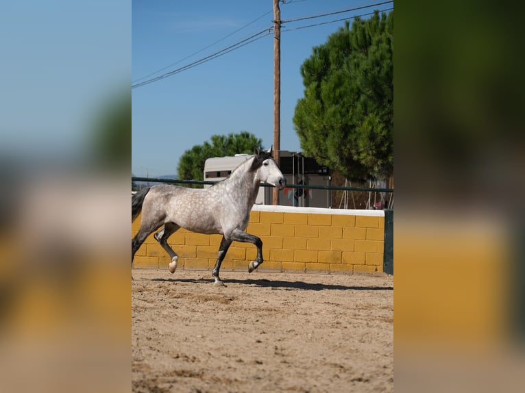 PRE Étalon 7 Ans 162 cm Gris pommelé in Hamburg