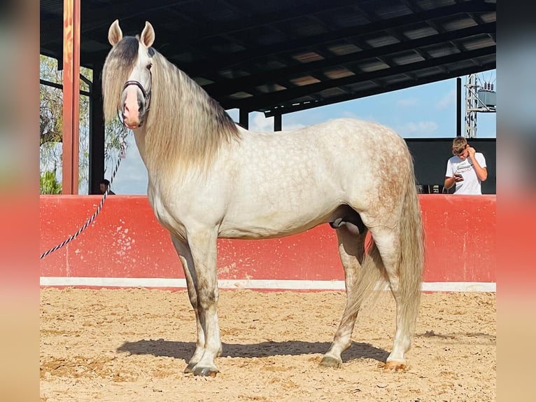 PRE Croisé Étalon 7 Ans 162 cm Gris pommelé in Martfeld