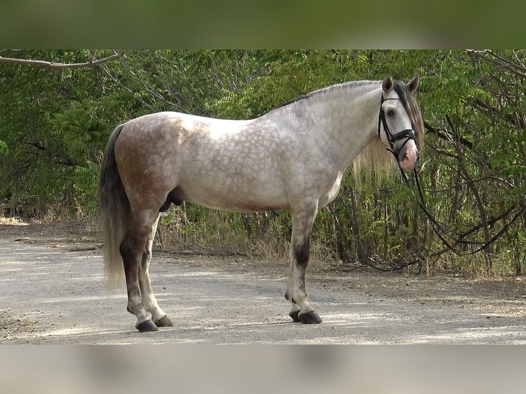 PRE Croisé Étalon 7 Ans 162 cm Gris pommelé in Martfeld