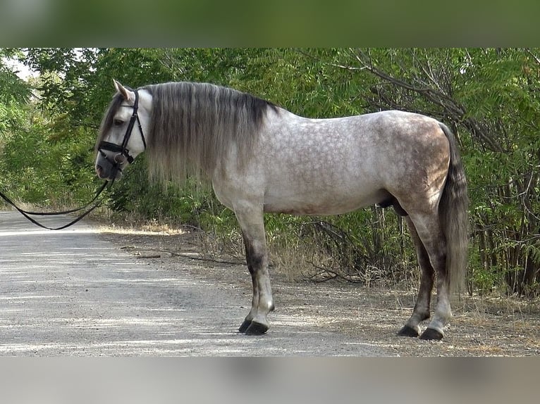 PRE Croisé Étalon 7 Ans 162 cm Gris pommelé in Martfeld