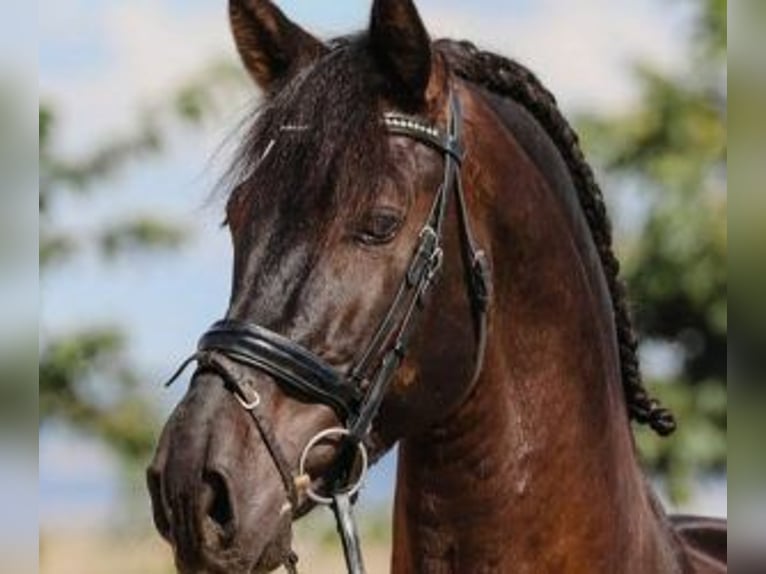 PRE Croisé Étalon 7 Ans 163 cm Bai cerise in MADRID