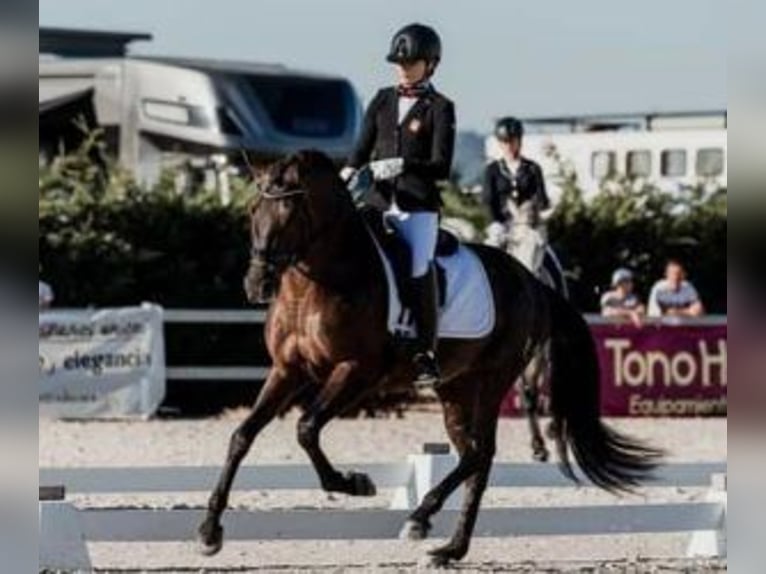 PRE Croisé Étalon 7 Ans 163 cm Bai cerise in MADRID