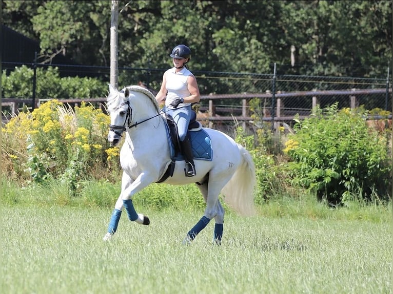 PRE Croisé Étalon 7 Ans 163 cm Blanc in Bergen op Zoom