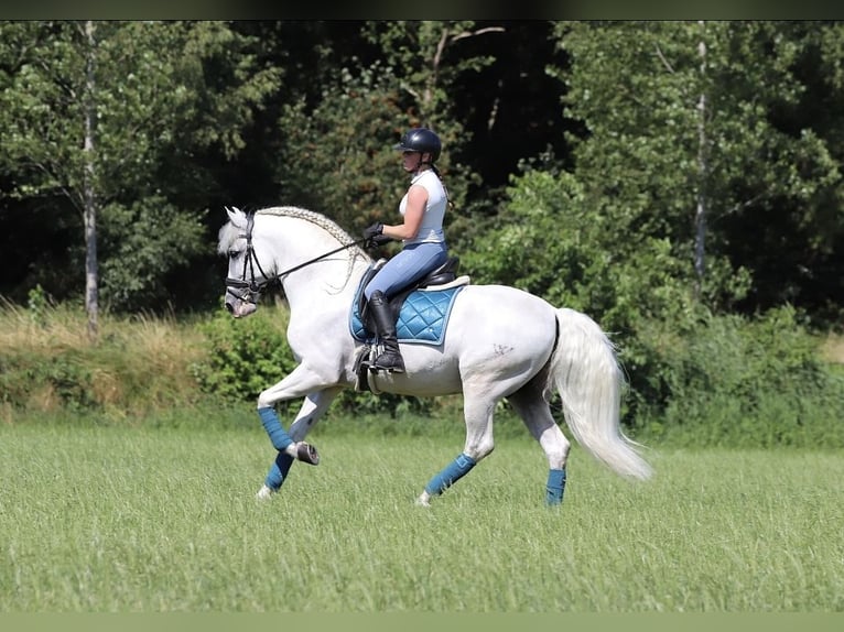 PRE Croisé Étalon 7 Ans 163 cm Blanc in Bergen op Zoom