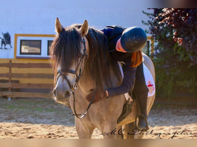 PRE Croisé Étalon 7 Ans 163 cm Gris (bai-dun) in Polenz
