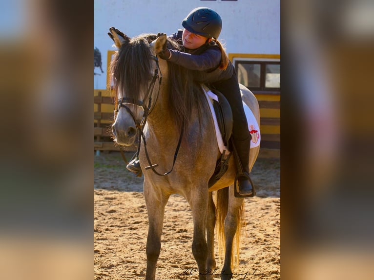 PRE Croisé Étalon 7 Ans 163 cm Gris (bai-dun) in Polenz