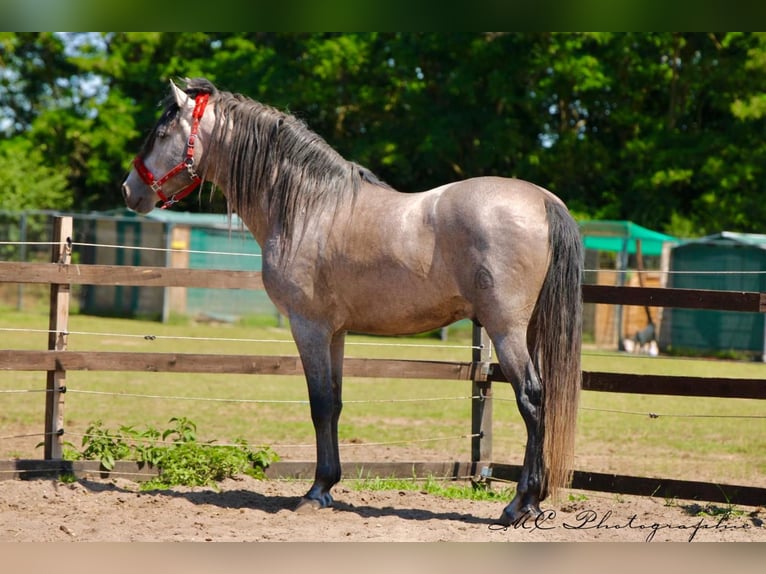 PRE Croisé Étalon 7 Ans 163 cm Gris (bai-dun) in Polenz