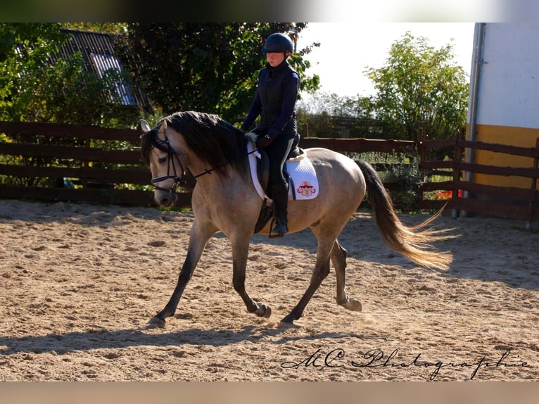 PRE Croisé Étalon 7 Ans 163 cm Gris (bai-dun) in Polenz
