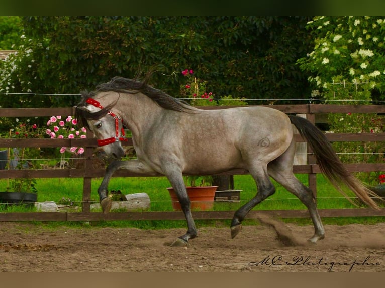 PRE Croisé Étalon 7 Ans 163 cm Gris (bai-dun) in Polenz
