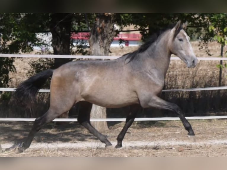 PRE Croisé Étalon 7 Ans 163 cm Gris in Madrid