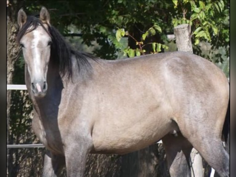 PRE Croisé Étalon 7 Ans 163 cm Gris in Madrid