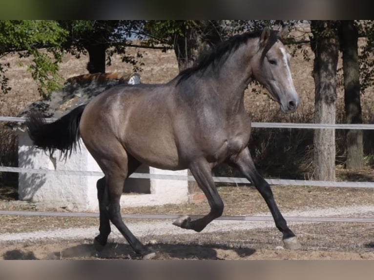 PRE Croisé Étalon 7 Ans 163 cm Gris in Madrid