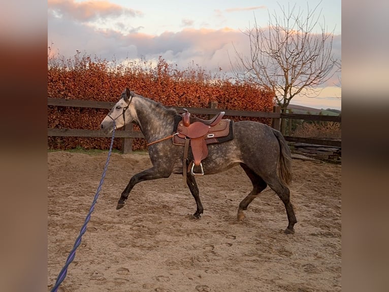 PRE Étalon 7 Ans 163 cm Gris in Olmscheid