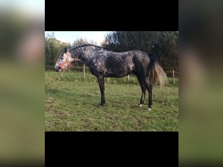 PRE Étalon 7 Ans 163 cm Gris in Olmscheid