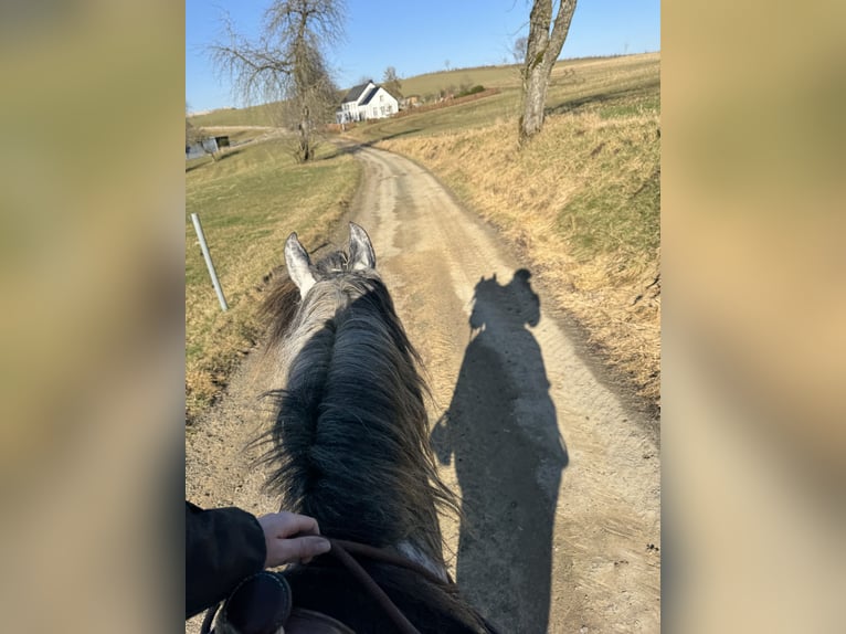 PRE Étalon 7 Ans 163 cm Gris in Olmscheid