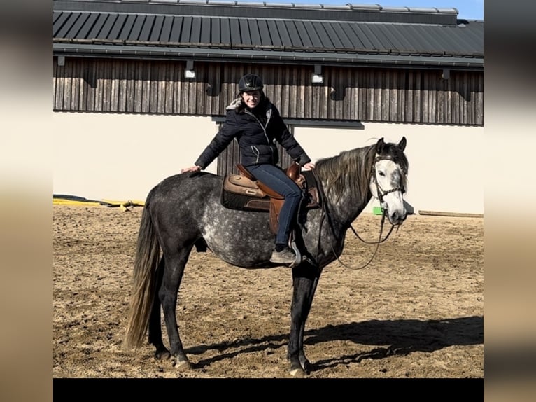 PRE Étalon 7 Ans 163 cm Gris in Olmscheid