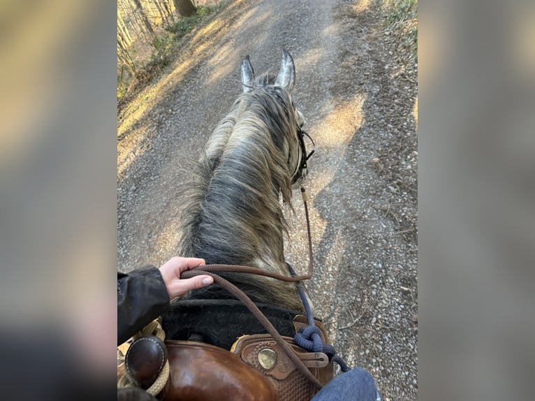 PRE Étalon 7 Ans 163 cm Gris in Olmscheid