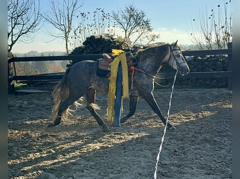 PRE Étalon 7 Ans 163 cm Gris in Olmscheid