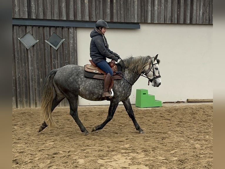 PRE Étalon 7 Ans 163 cm Gris in Olmscheid