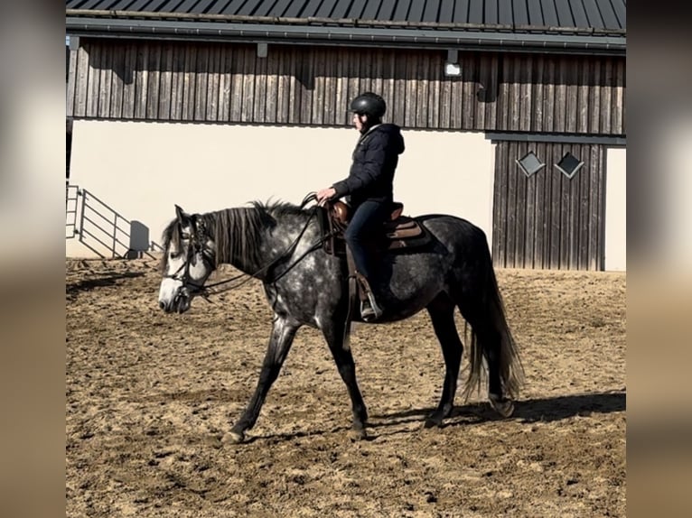 PRE Étalon 7 Ans 163 cm Gris in Olmscheid