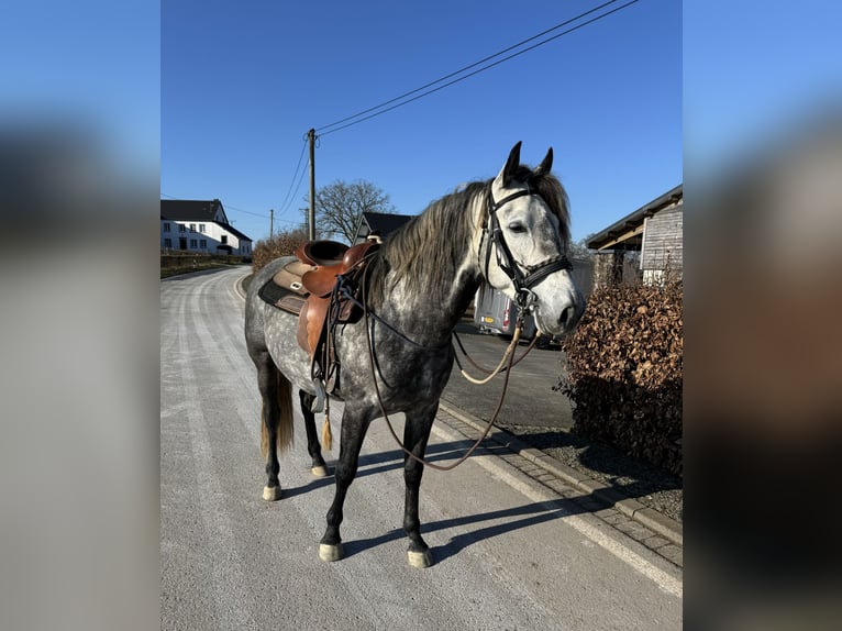 PRE Étalon 7 Ans 163 cm Gris in Olmscheid