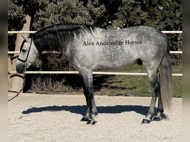 PRE Croisé Étalon 7 Ans 163 cm Gris pommelé in Sevilla