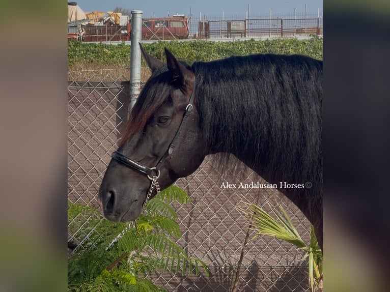 PRE Croisé Étalon 7 Ans 163 cm Noir in Sevilla