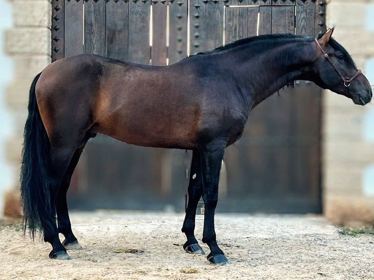 PRE Croisé Étalon 7 Ans 164 cm Bai brun in Valencia