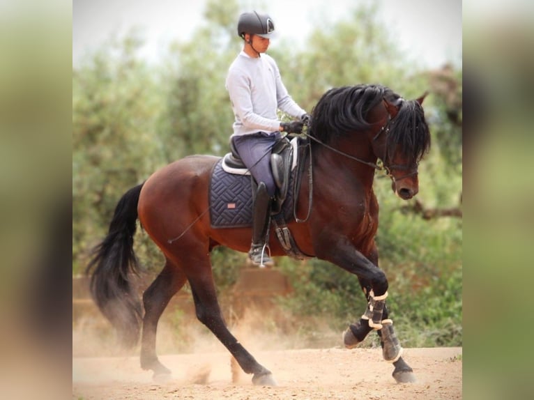 PRE Croisé Étalon 7 Ans 164 cm Bai brun in Valencia