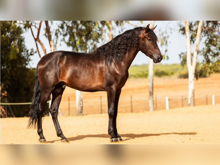 PRE Croisé Étalon 7 Ans 164 cm Bai cerise in NAVAS DEL MADRONO