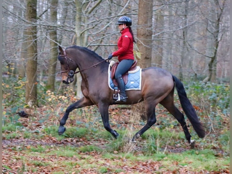 PRE Croisé Étalon 7 Ans 164 cm Bai in Sm