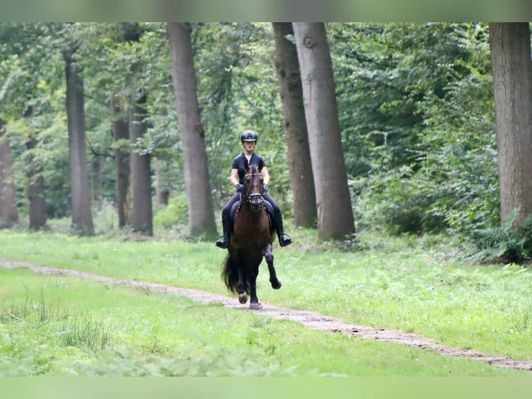 PRE Croisé Étalon 7 Ans 164 cm Bai in Sm