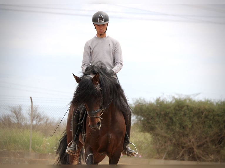 PRE Croisé Étalon 7 Ans 164 cm Bai in Valencia