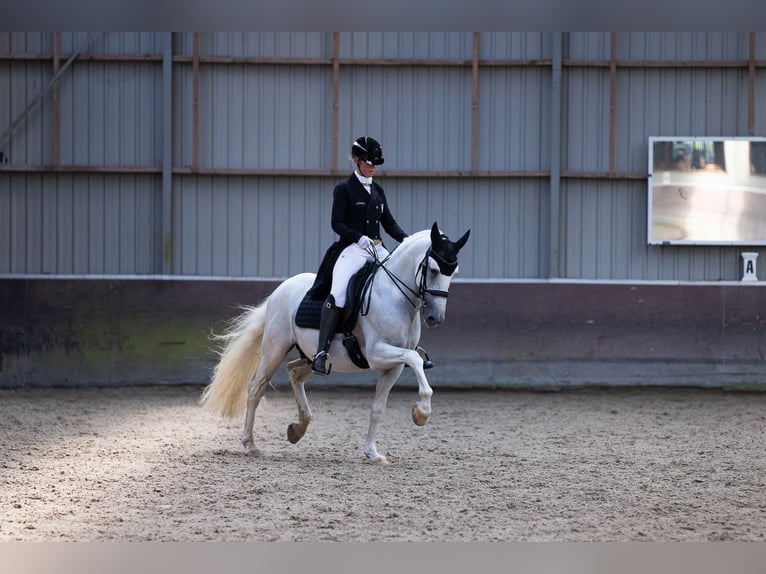 PRE Étalon 7 Ans 164 cm Blanc in Vinkeveen