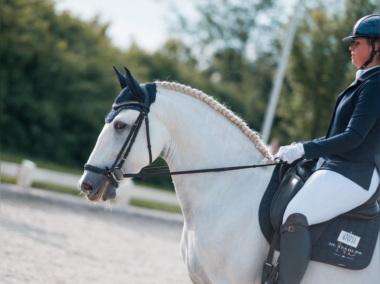 PRE Étalon 7 Ans 164 cm Blanc in Vinkeveen