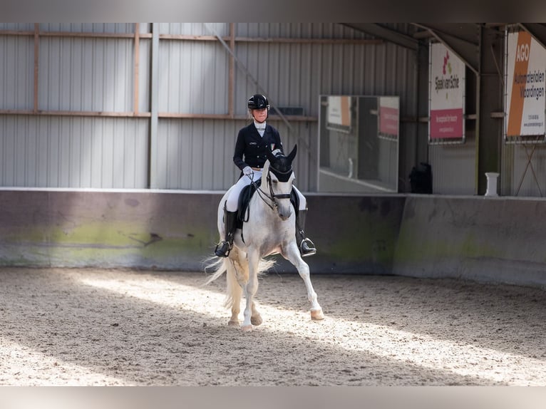 PRE Étalon 7 Ans 164 cm Blanc in Vinkeveen