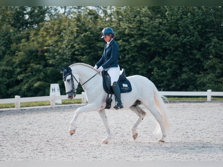 PRE Étalon 7 Ans 164 cm Blanc in Vinkeveen