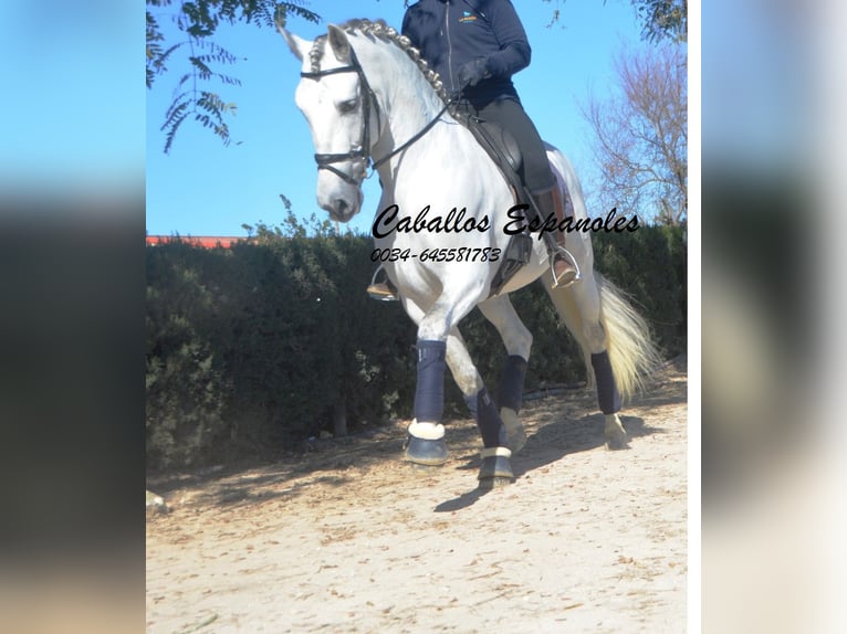 PRE Croisé Étalon 7 Ans 164 cm Gris in Vejer de la Frontera