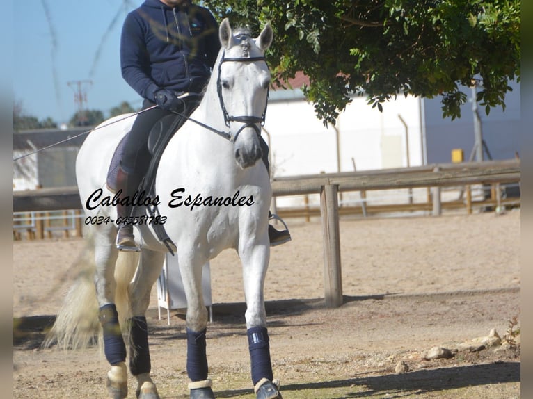 PRE Croisé Étalon 7 Ans 164 cm Gris in Vejer de la Frontera