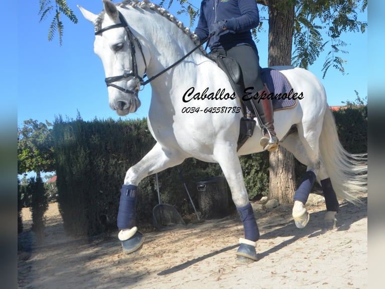 PRE Croisé Étalon 7 Ans 164 cm Gris in Vejer de la Frontera