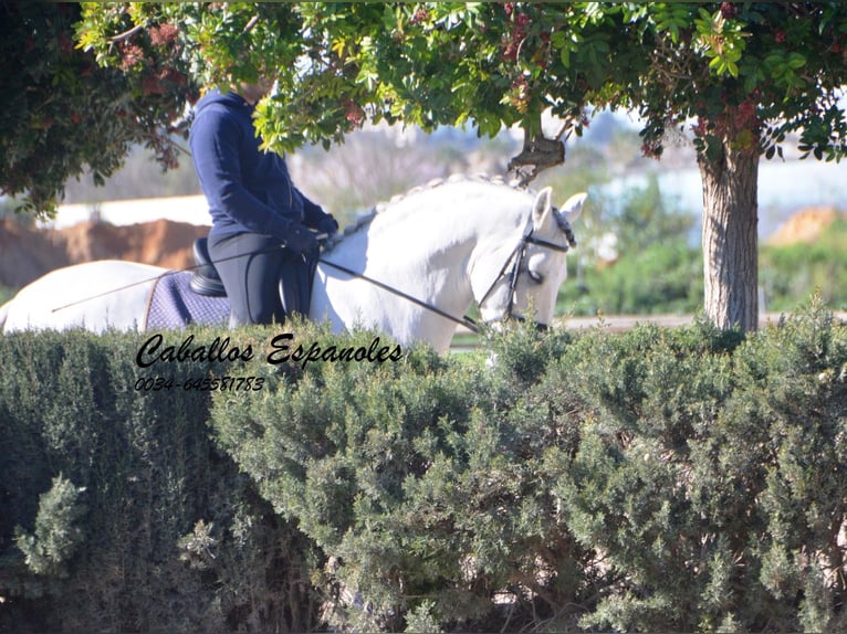 PRE Croisé Étalon 7 Ans 164 cm Gris in Vejer de la Frontera