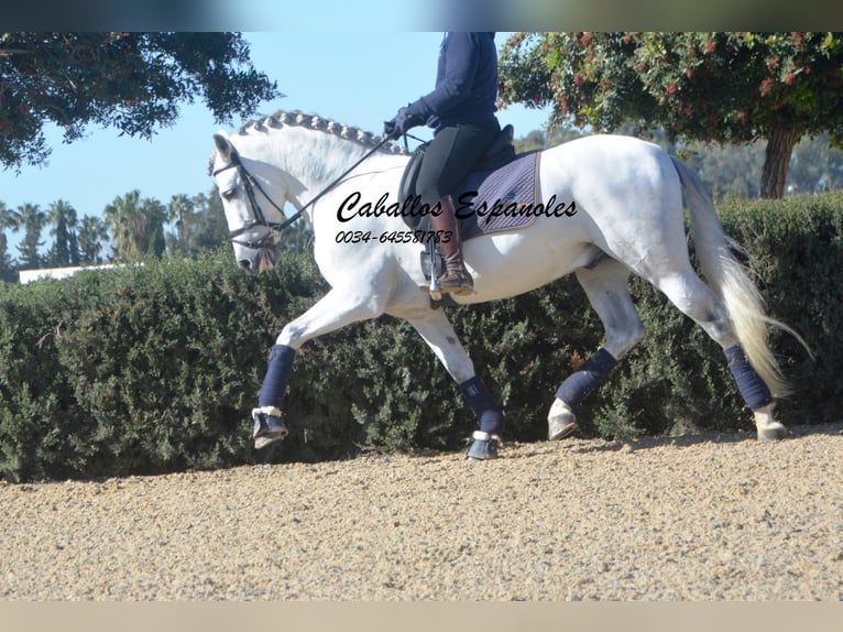 PRE Croisé Étalon 7 Ans 164 cm Gris in Vejer de la Frontera