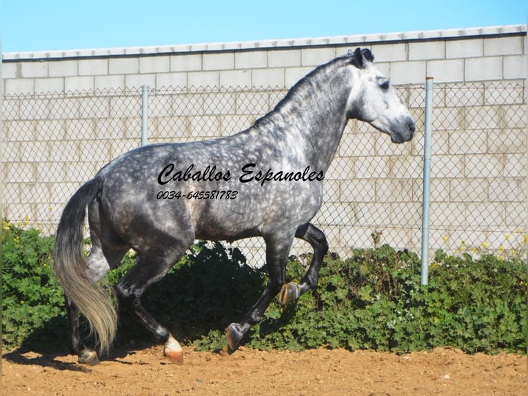 PRE Étalon 7 Ans 164 cm Gris pommelé in Vejer de la Frontera