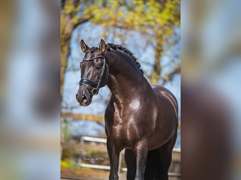 PRE Croisé Étalon 7 Ans 164 cm Noir in Poeldijk