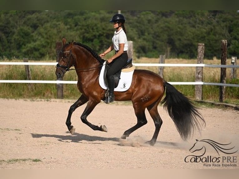 PRE Croisé Étalon 7 Ans 165 cm Bai in Barcelona