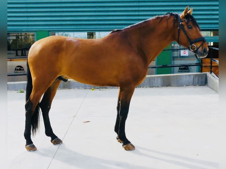 PRE Croisé Étalon 7 Ans 165 cm Bai clair in 28040